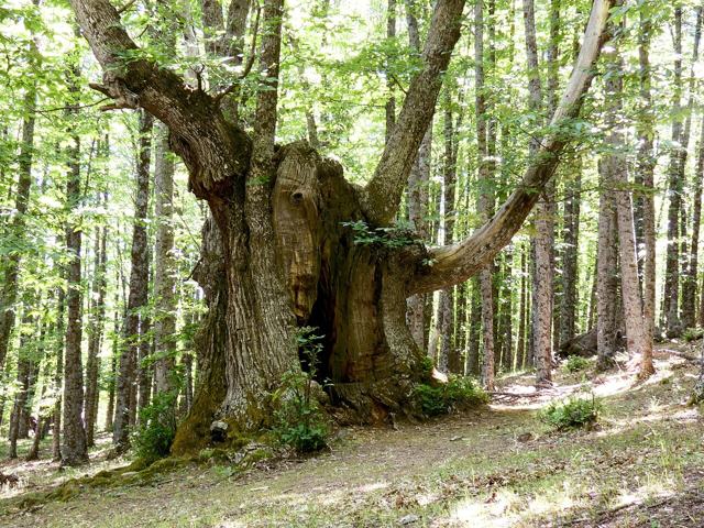 The Black Horse pollarded chestnut