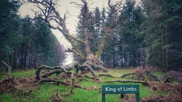 King of Limbs