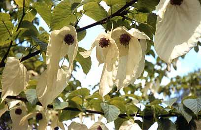 The Handkerchief Tree
