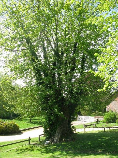 Martyrs' Tree