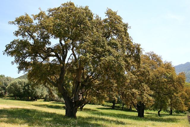 Cork oak
