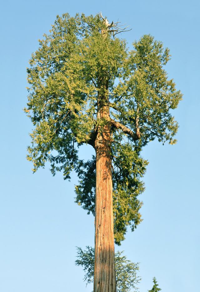 Western Redcedar