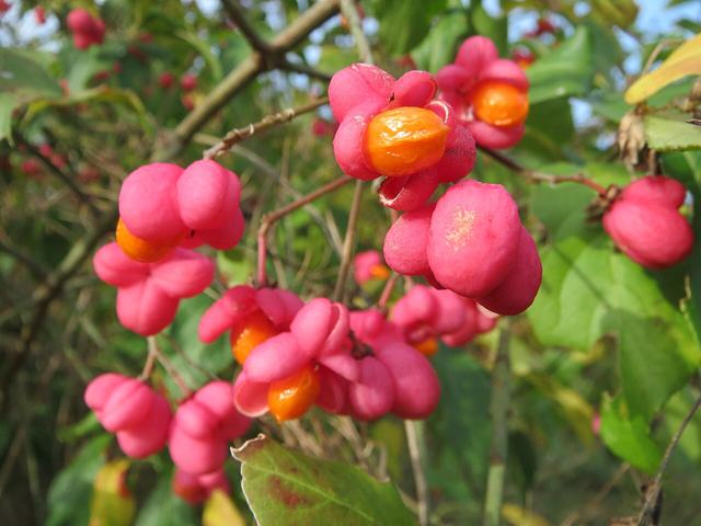 Spindle