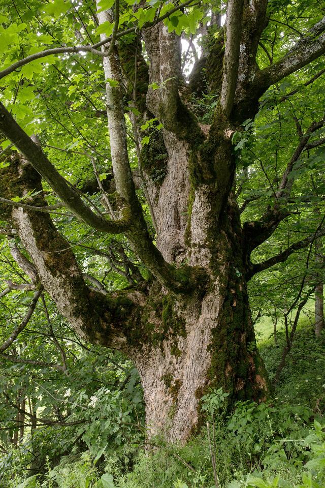 Sycamore
