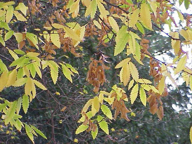 Caucasian zelkova