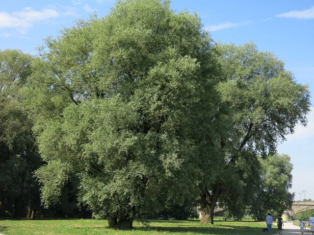White willow