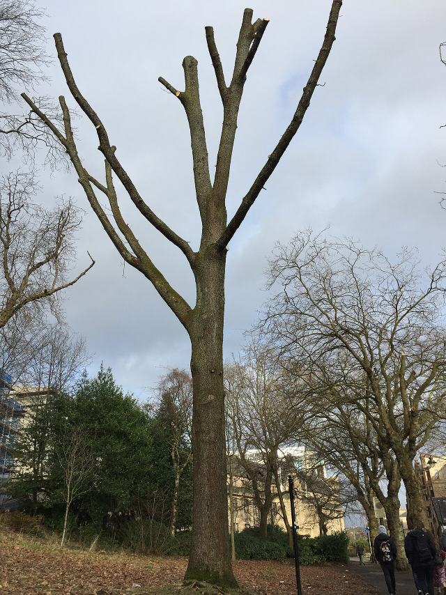 Suffrage Oak