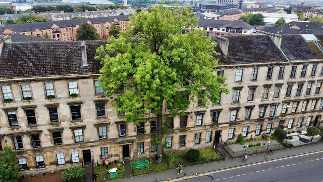 The Argyle Street Ash Tree