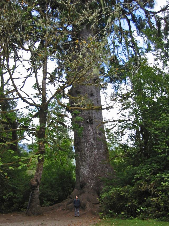 Sitka Spruce