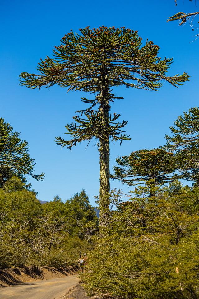 Monkey-puzzle