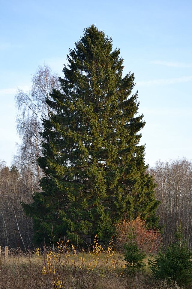 Christmas Tree
