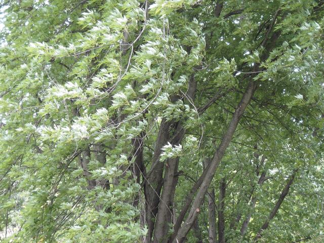 Silver maple