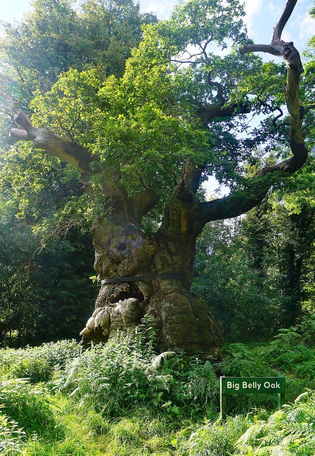 Big Belly Oak