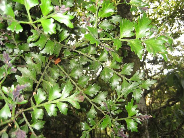 Celery pine