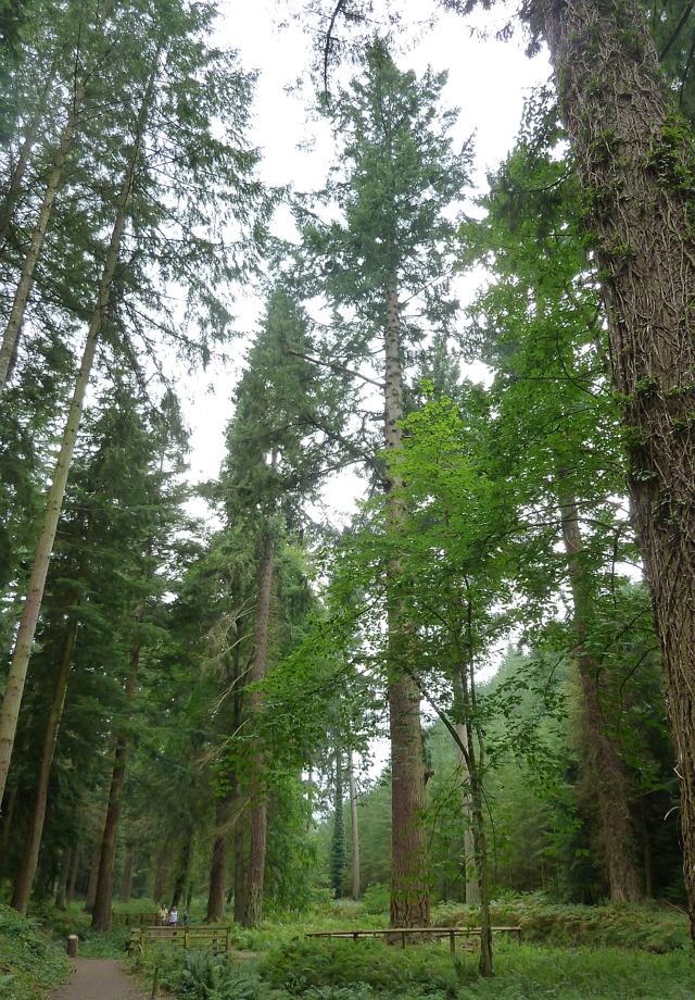 Tallest tree in England