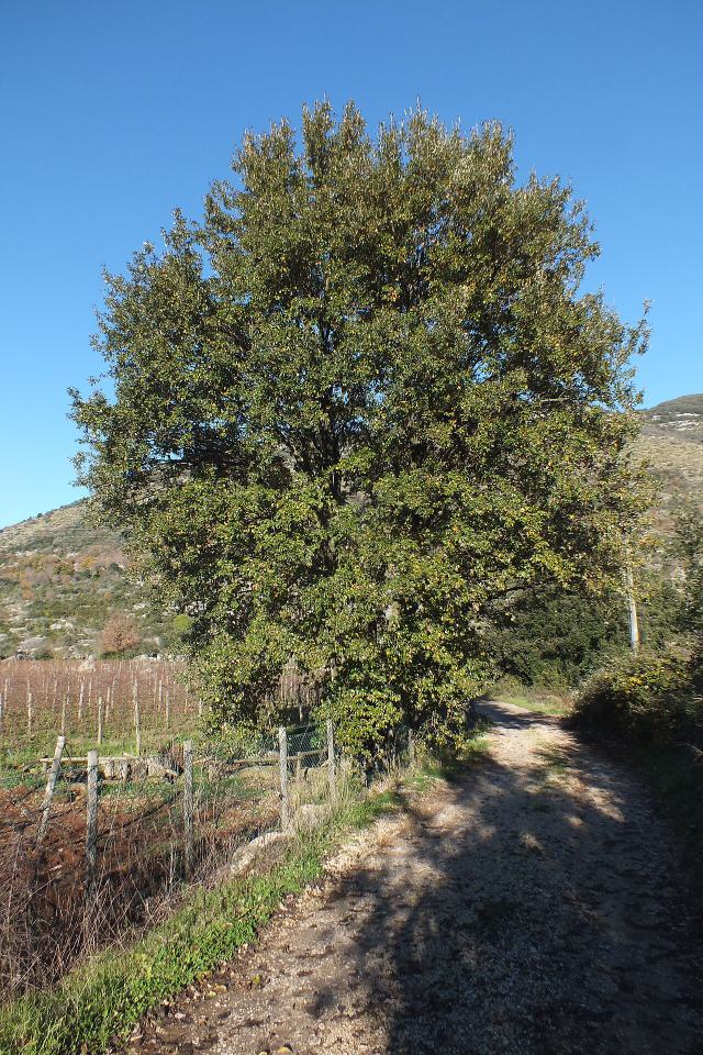 The Crewkerne Lucombe Oak