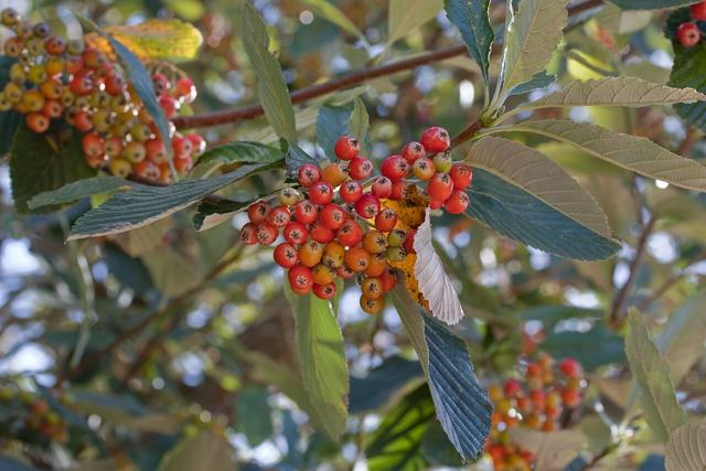 Common Whitebeam