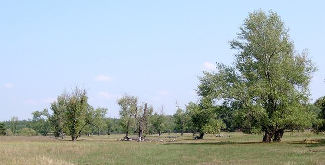 World's End Black Poplar