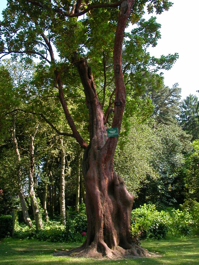 Hybrid strawberry tree